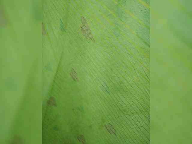 Aadhyalove's cam show statistics and live stream