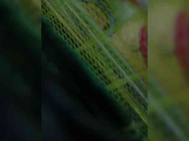 AadhyaLove webcam