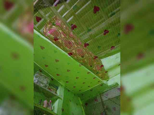 AadhyaLove webcam