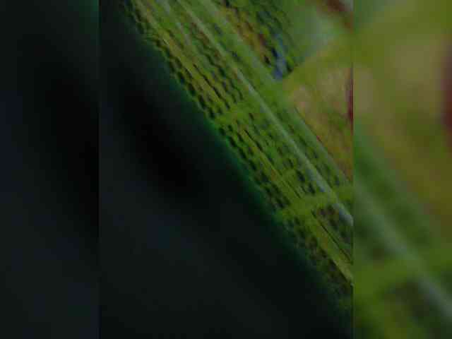 AadhyaLove webcam