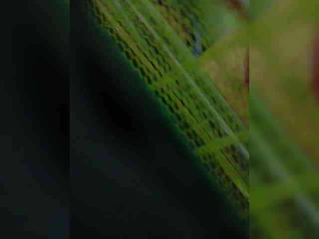 AadhyaLove webcam