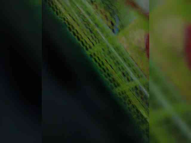 YourAadhya
