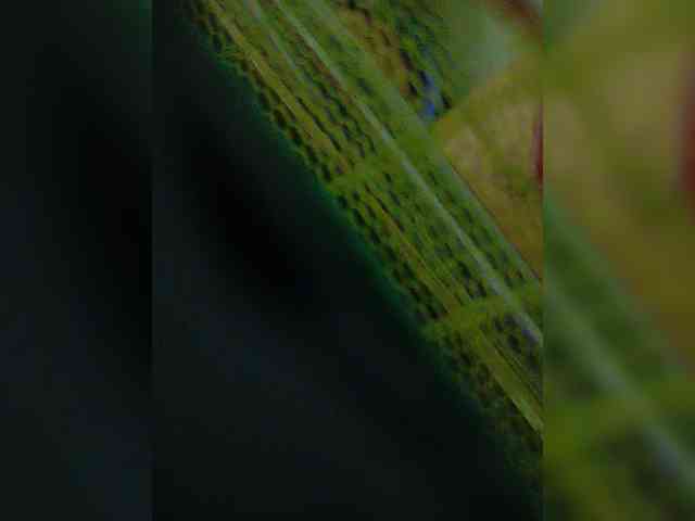 AadhyaLove webcam