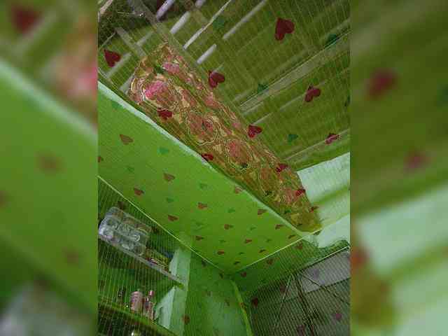 AadhyaLove webcam