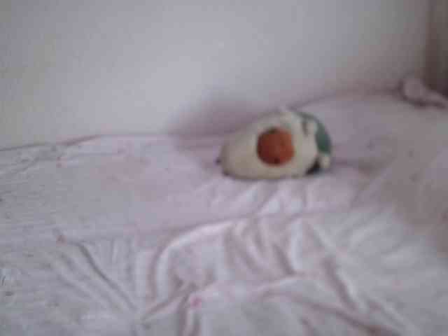 Bella521 webcam