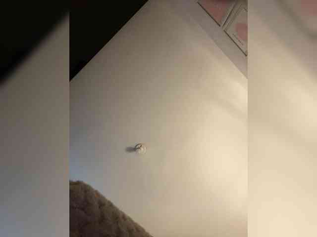 TaylorKnapp webcam