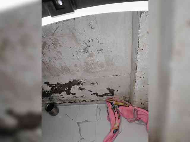 Mascotuni webcam