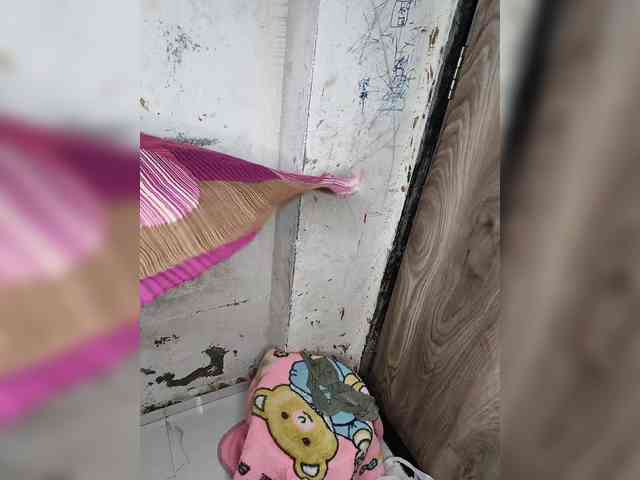 Mascotuni webcam