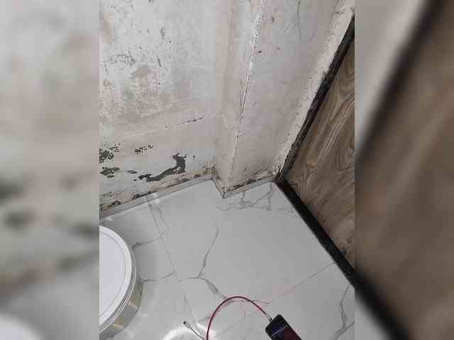 Mascotuni webcam