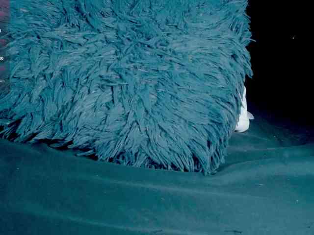 Evah-lee webcam