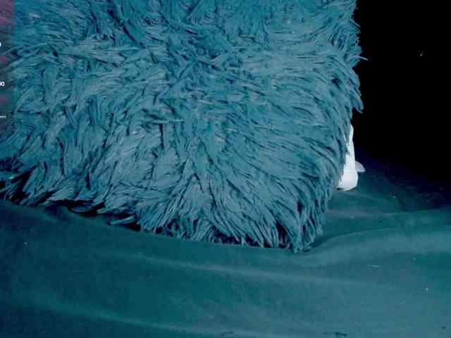 Evah-lee webcam