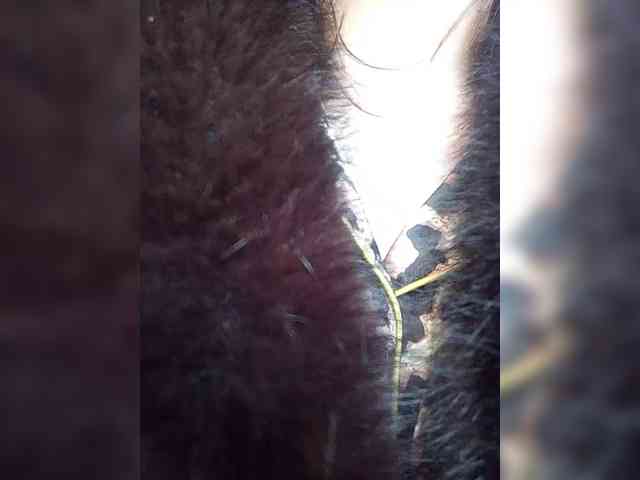 Rtewevhgwgvw webcam