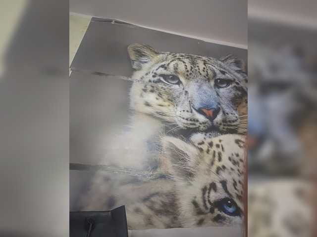 KITTYtempreXXX