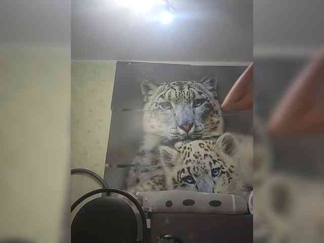 KITTYtempreXXX webcam