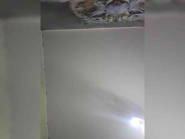 KITTYtempreXXX webcam