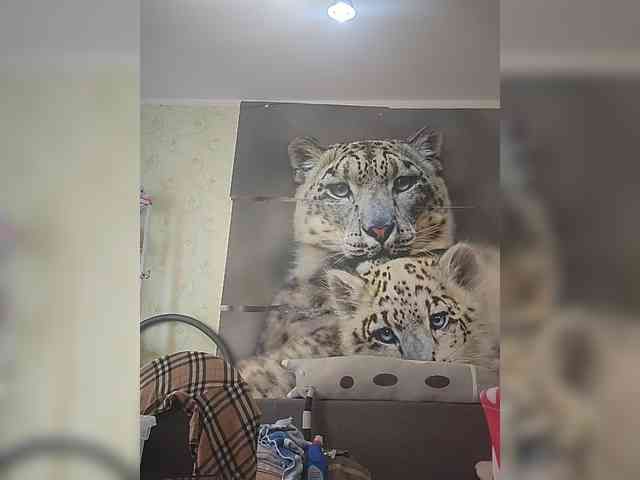 KITTYtempreXXX webcam