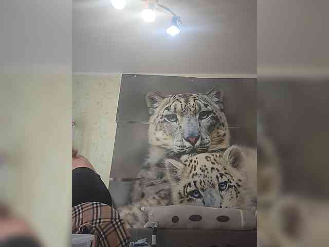KITTYtempreXXX webcam