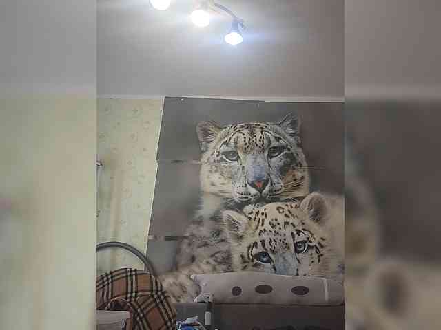 KITTYtempreXXX webcam