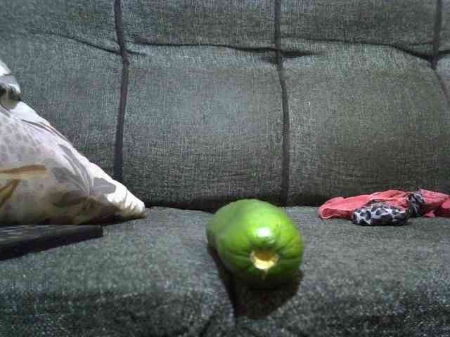 Lovepapigal webcam