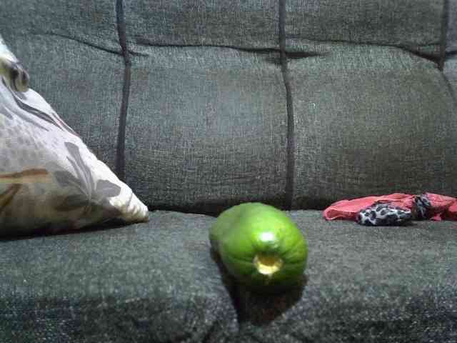 Lovepapigal webcam