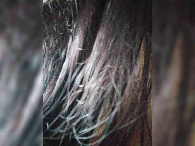 Model: SilverCrystal