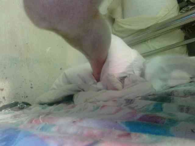 Pitrss166