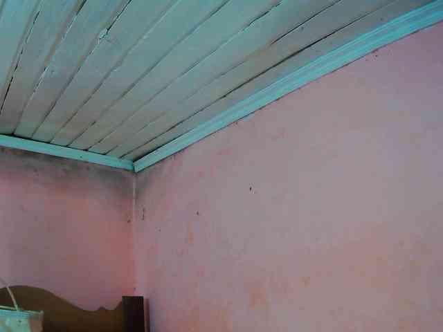 Reinewallashy3 webcam