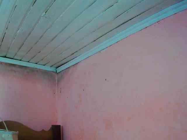 Reinewallashy3 webcam