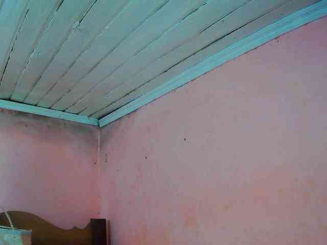 Reinewallashy3 webcam