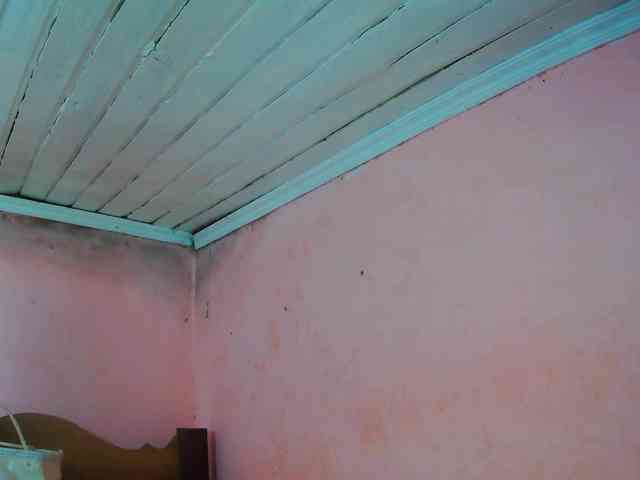 Reinewallashy3 webcam