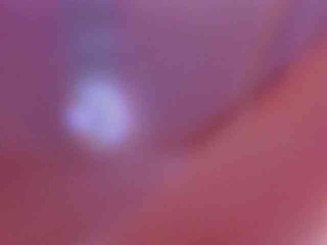 dulceandlion webcam