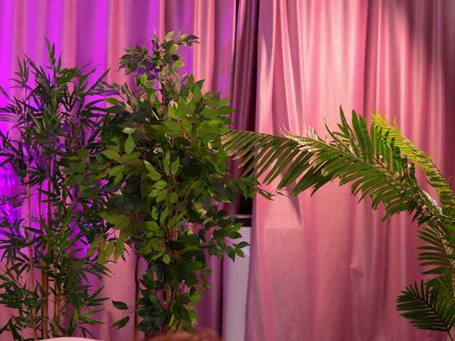 LalaRoze
