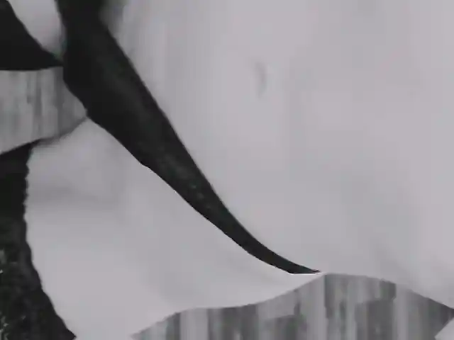 PinkFoxya