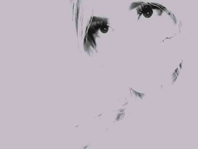 PinkFoxya webcam