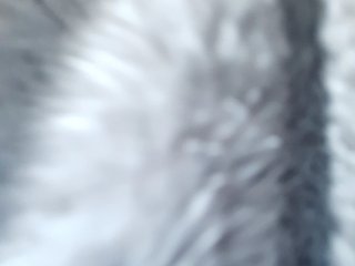 _LittleSammy