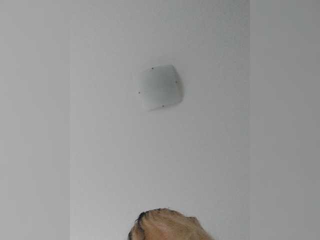 _LittleSammy live cam preview