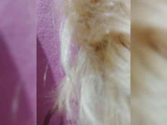_LittleSammy