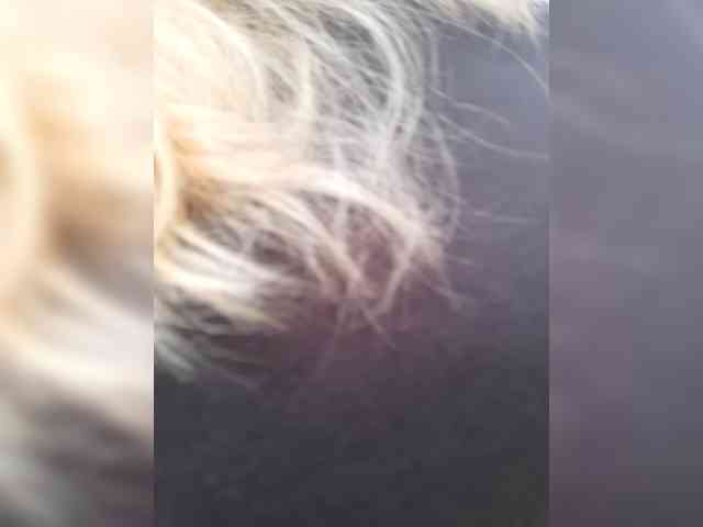 _LittleSammy webcam