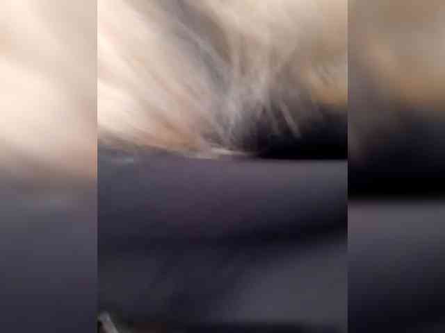 _LittleSammy webcam