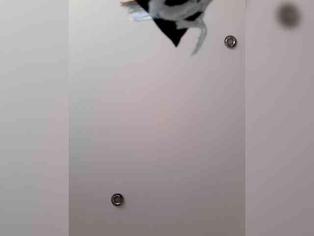 _LittleSammy webcam
