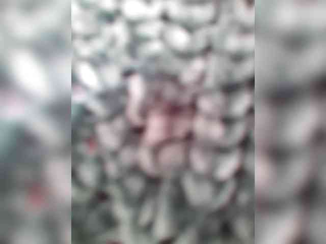 _LittleSammy webcam