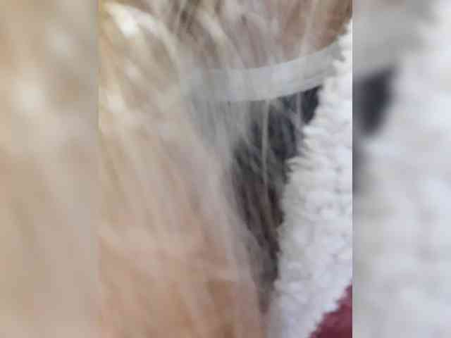 _LittleSammy