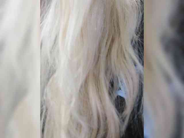 _LittleSammy webcam