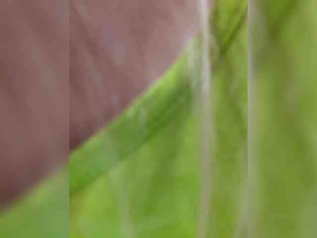 _LittleSammy