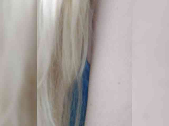_LittleSammy webcam