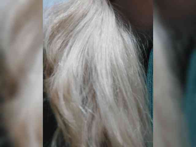 _LittleSammy