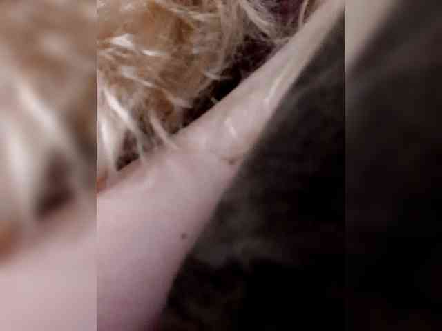 _LittleSammy