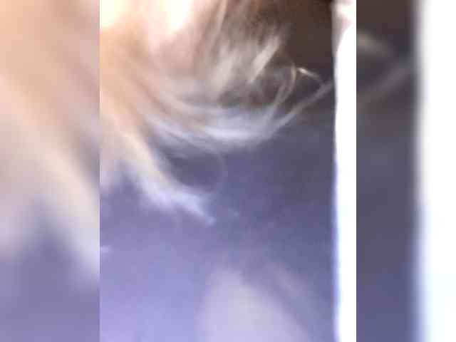 _LittleSammy webcam