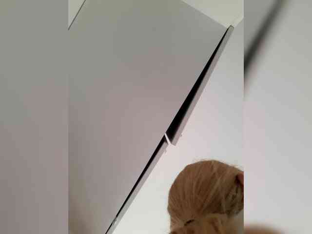 _LittleSammy webcam