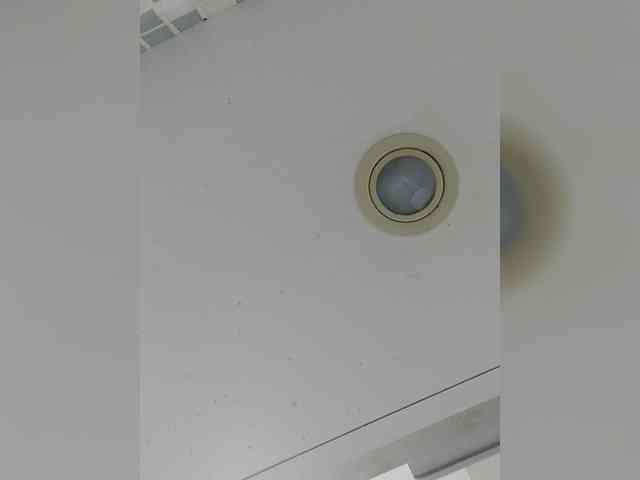 _LittleSammy webcam